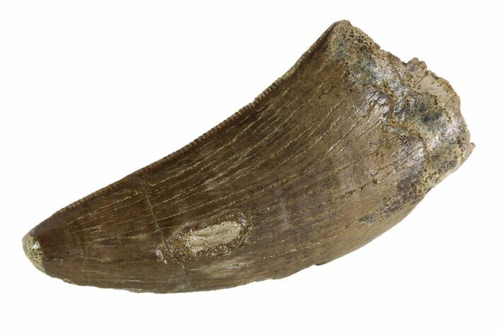 Serrated, Tyrannosaur (Nanotyrannus) Tooth - Montana #87922